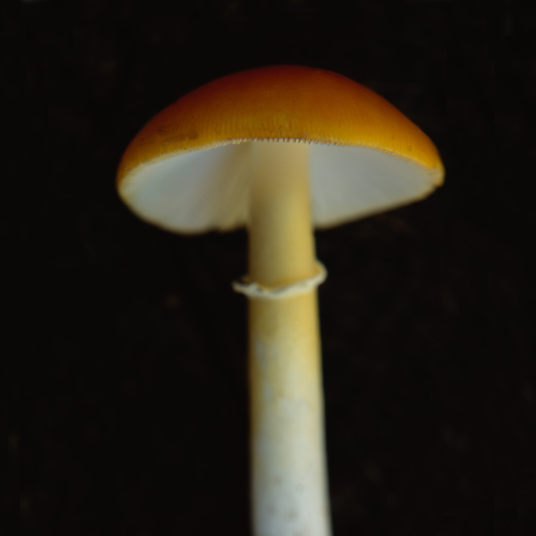 Mushroom 10A.jpg