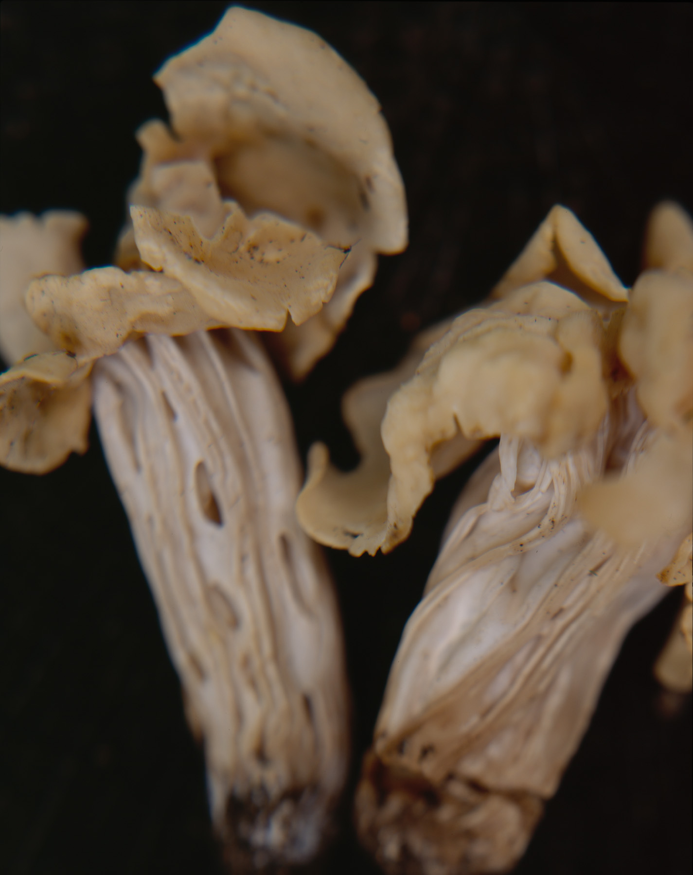 Mushroom 17.jpg